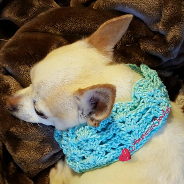 Vintage Lace Dog Collar | Free Crochet Pattern | American Crochet @americancrochet.com #freecrochetpattern
